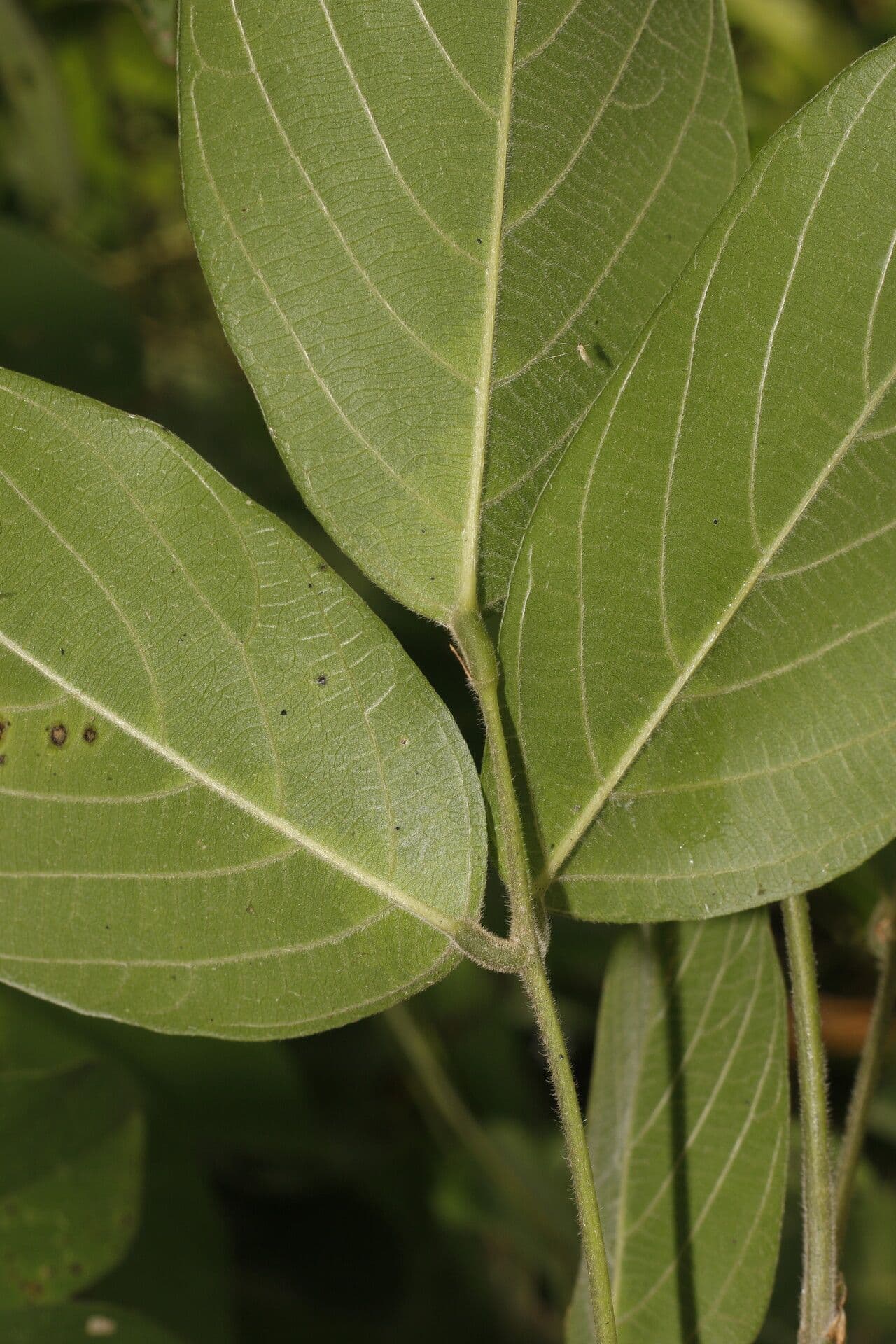 Centrosema macrocarpum 2