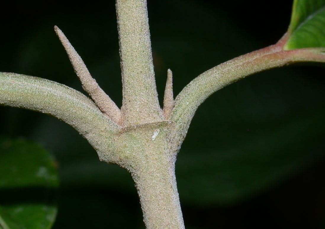 Miconia affine 19