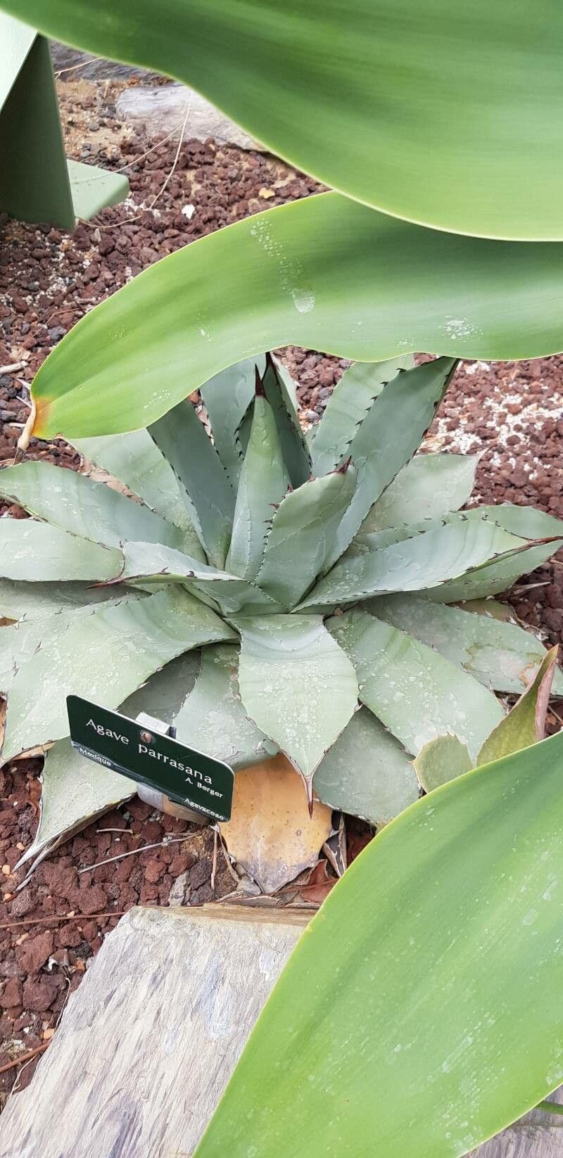 Agave 2