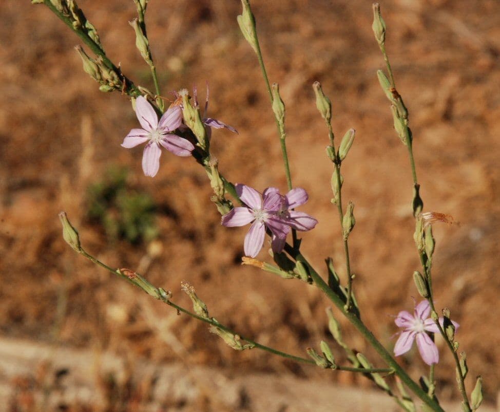Stephanomeria virgata 6