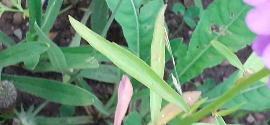 Iberka okolíkatá 16