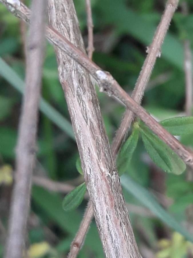 Puerto-Rico-Oregano 17