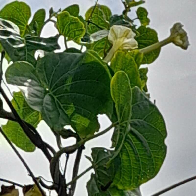 Ipomoea violacea 11