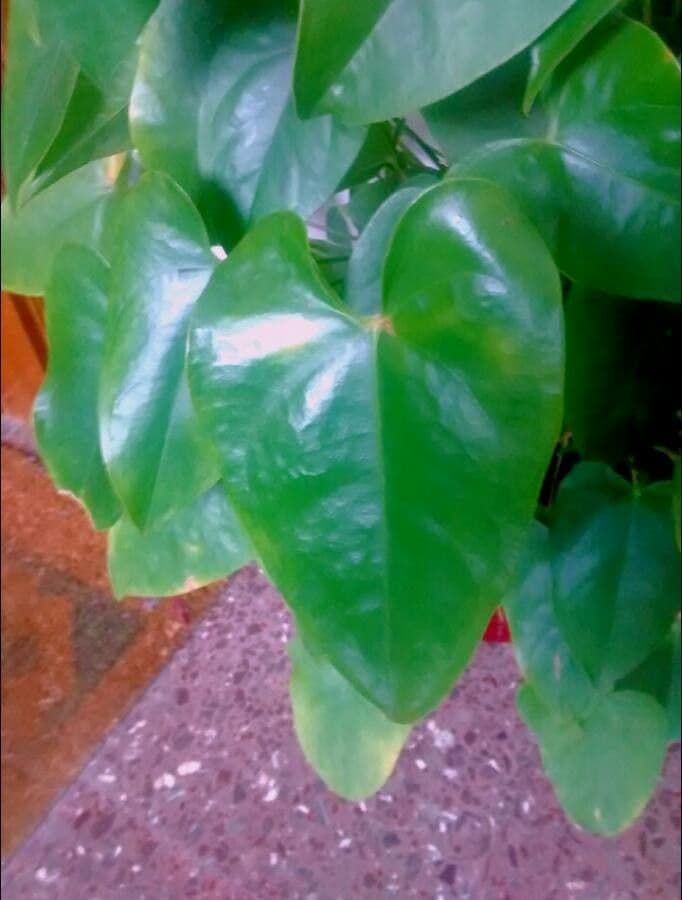 Antúria andreanum 18