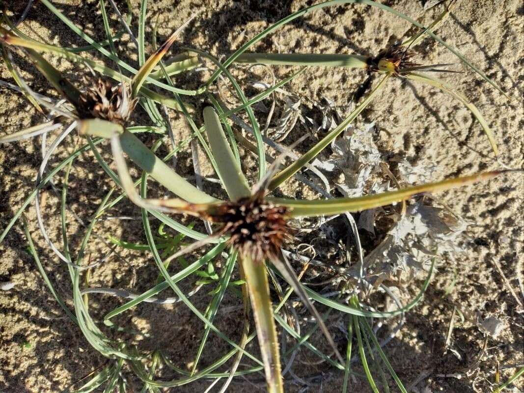 Zigolo capitat 7