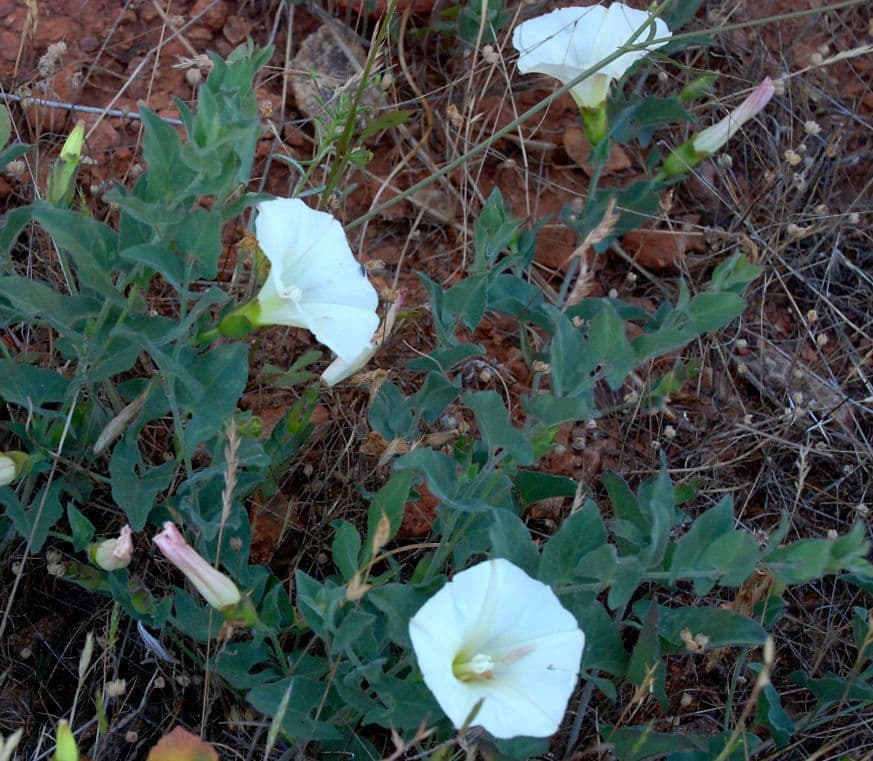 Calystegia 10