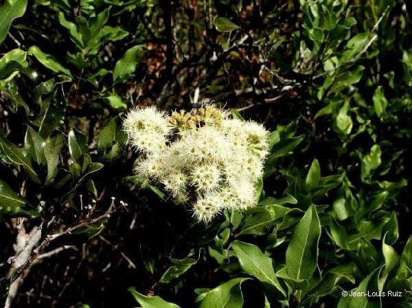 Syzygium 6