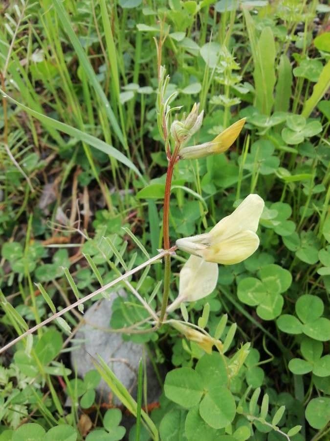 Vesce à grandes fleurs 10