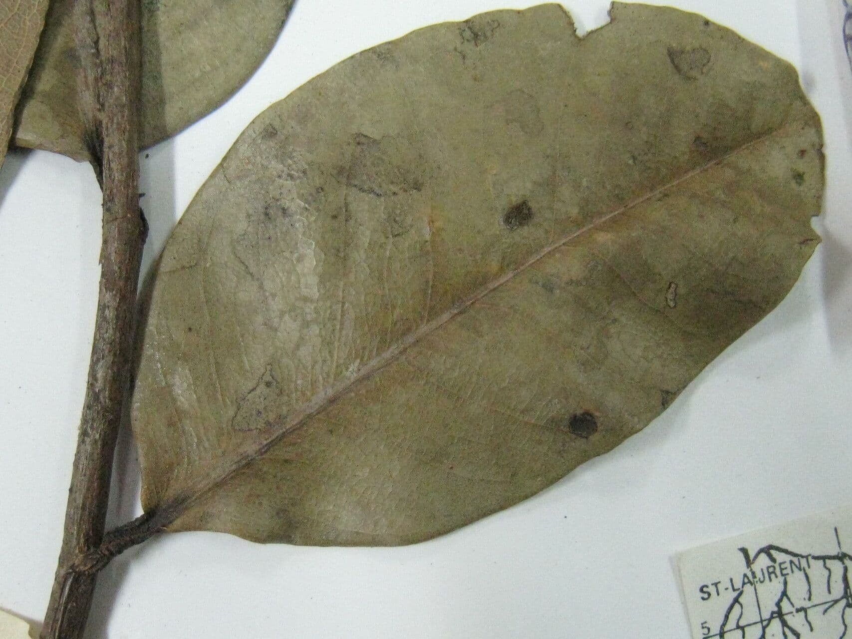Eschweilera 8