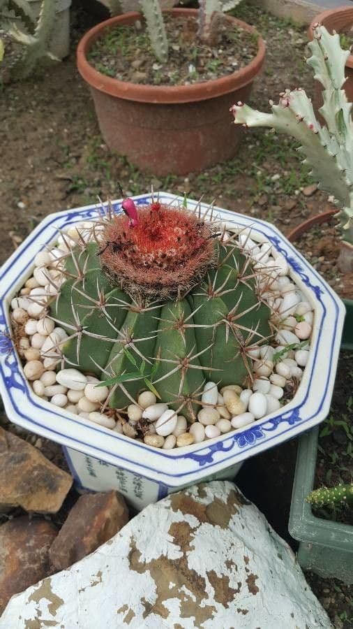 Melocactus nain 6