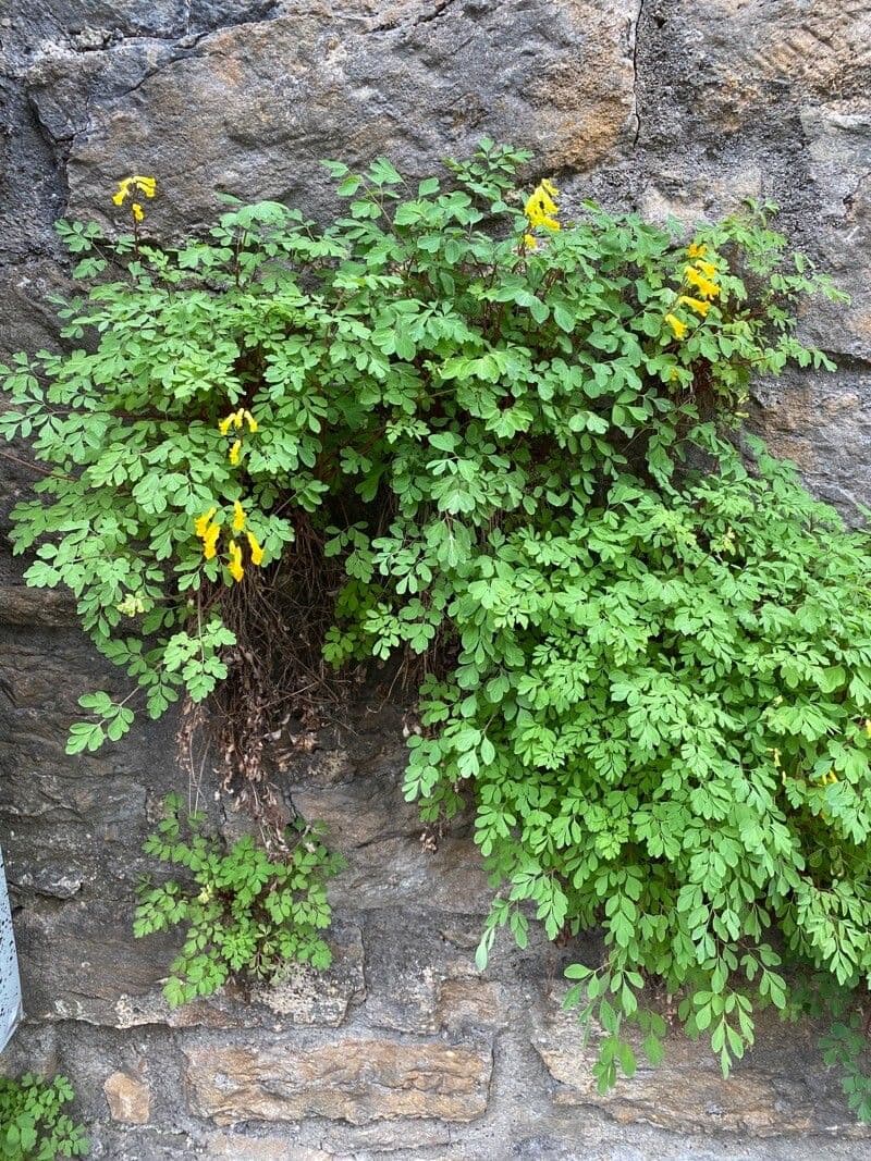 Colombina gialla 15
