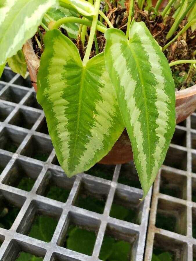 Schismatoglottis 2