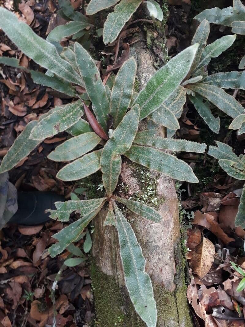 Elaphoglossum 5