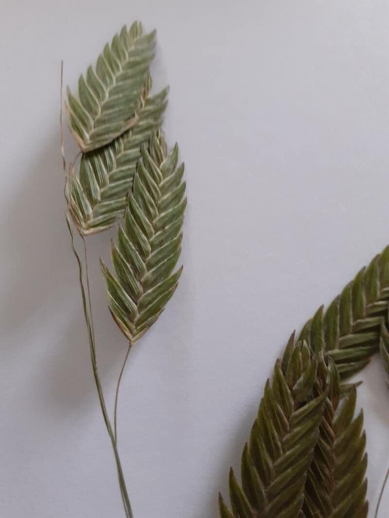 Chasmanthium latifolium 19