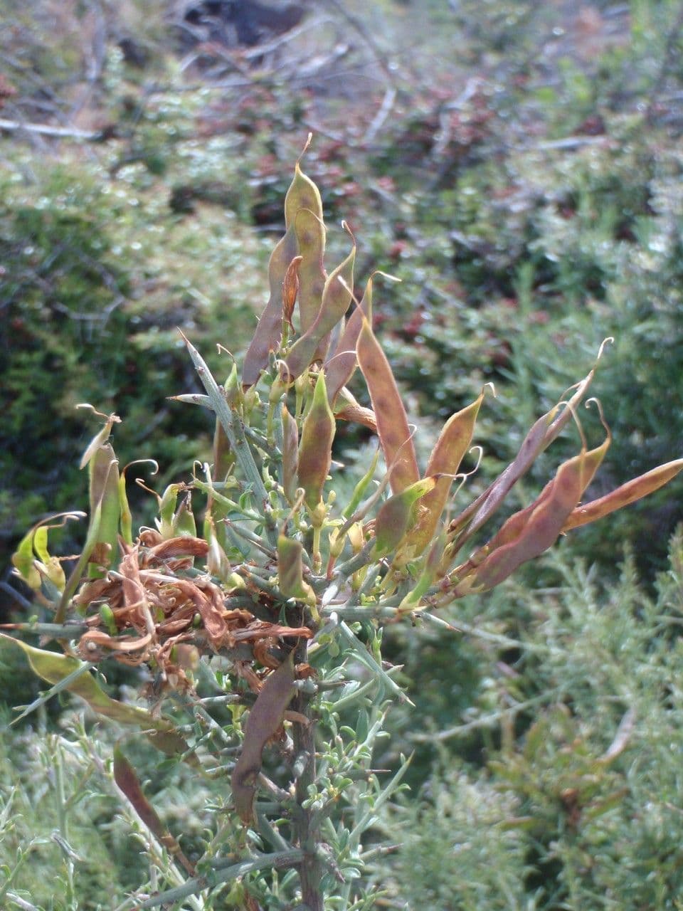 Ginestra spinosa 29