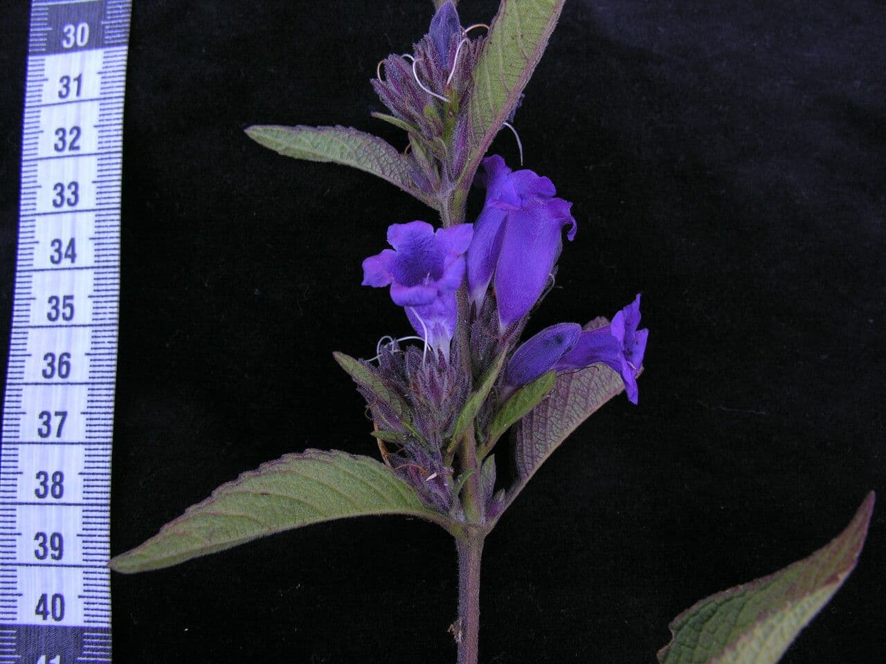 Strobilanthes 6