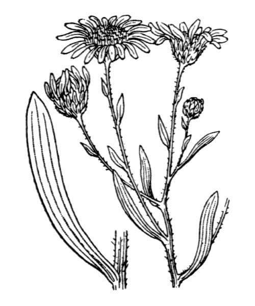 Galatella sedifolia 25