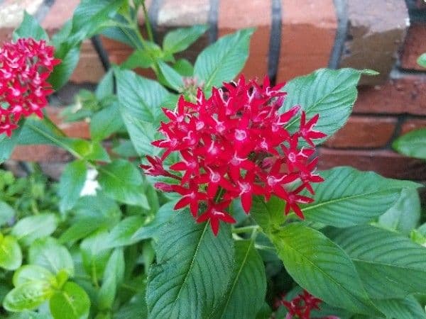 Pentas 6