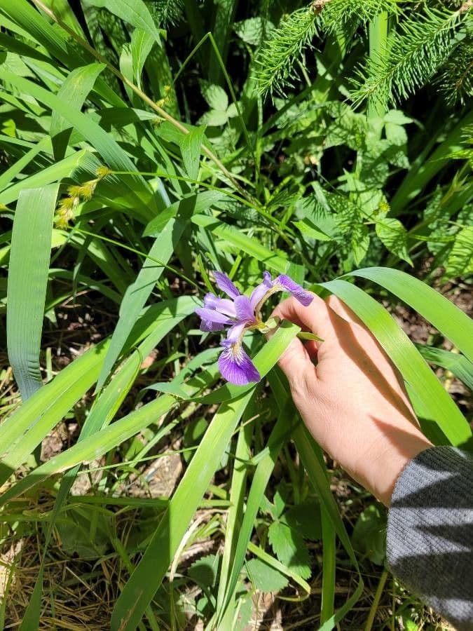 Iris versicolor 11