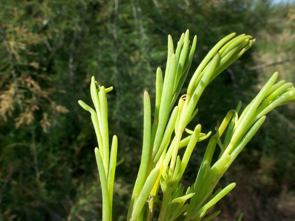 Suaeda marittima 18