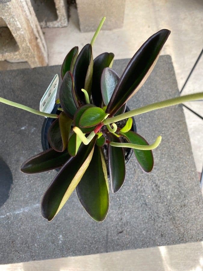 Peperomia