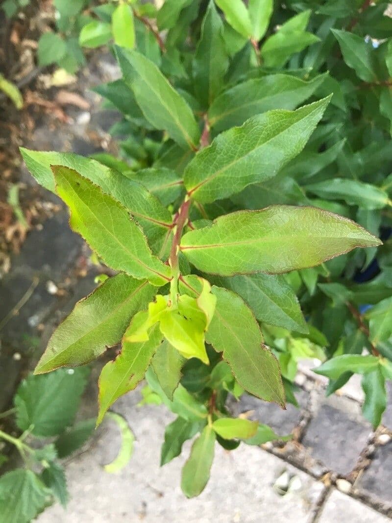 Mirtillo 13