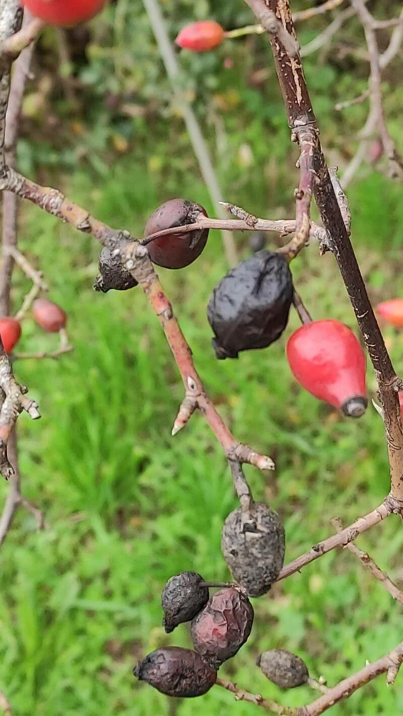 Spitzblättrige Rose 2