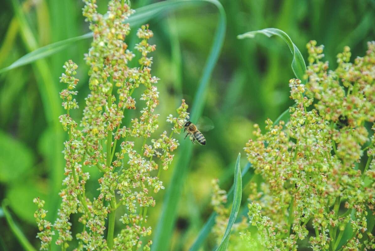 Acetosella 7