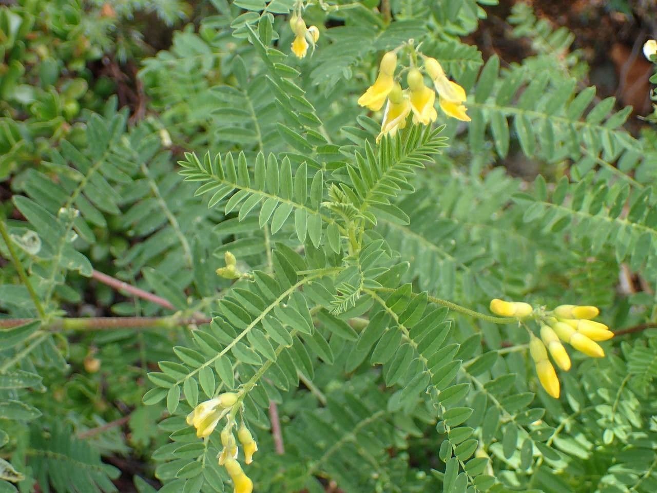 Astragalus penduliflorus 12