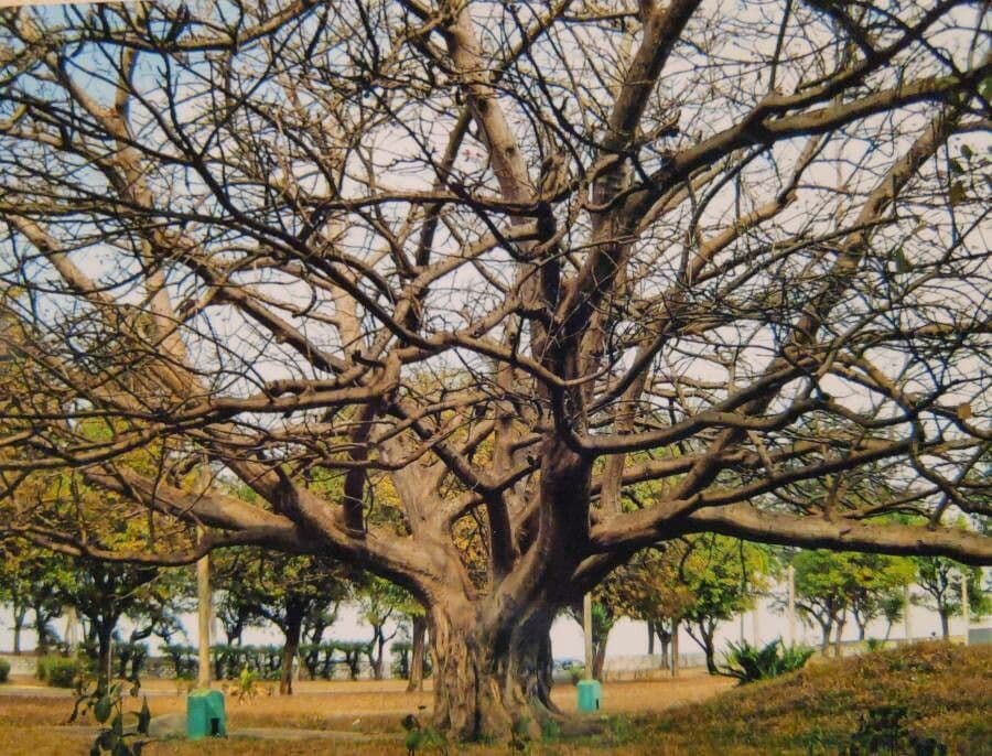 Albero corallo comune 13