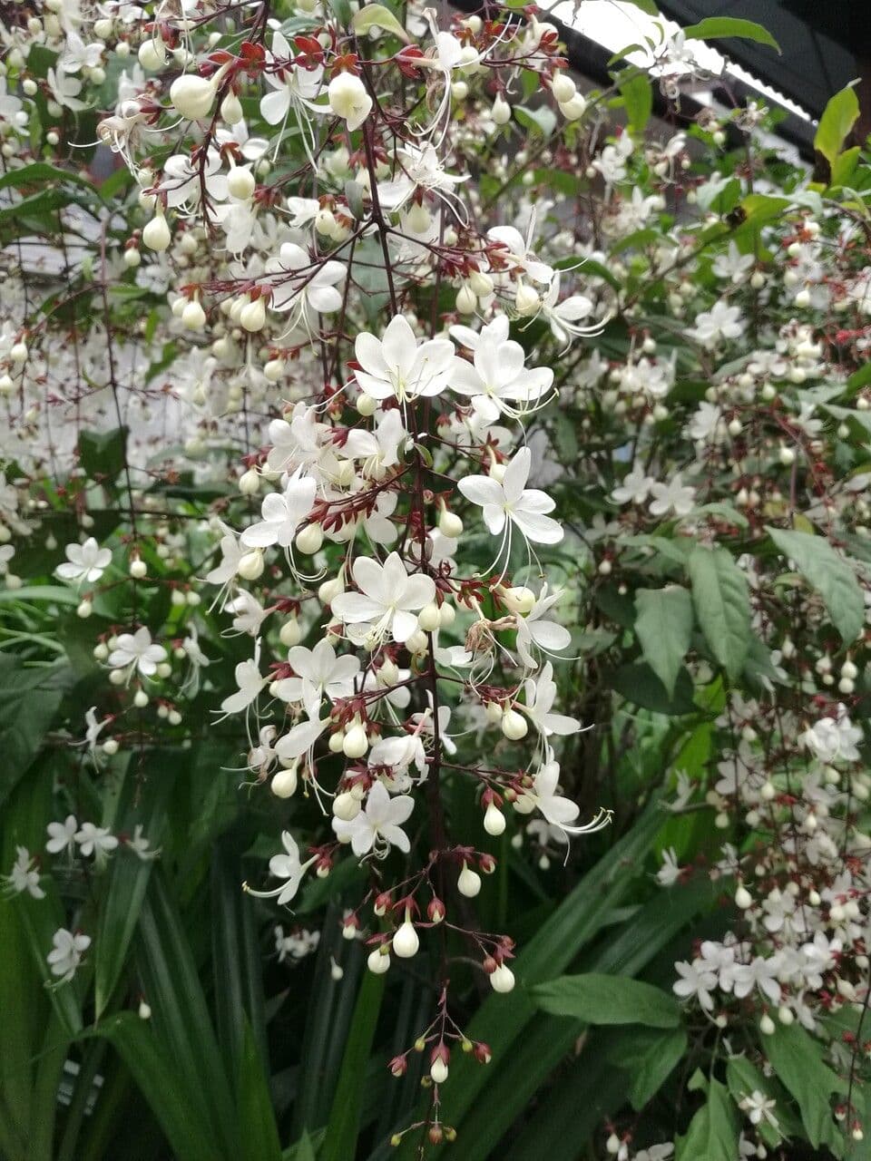 Chlerodendrum 4