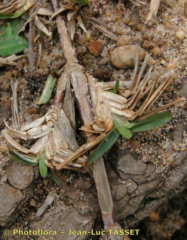 Erba pimento 30