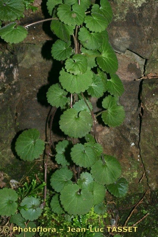 Sibthorpia 8