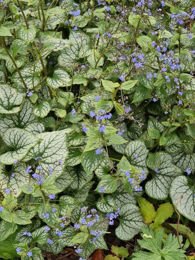 Brunnera macrophylla 16