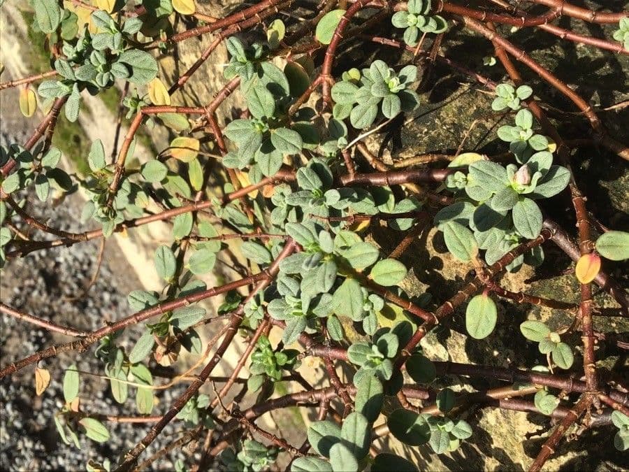 Helianthemum croceum 5
