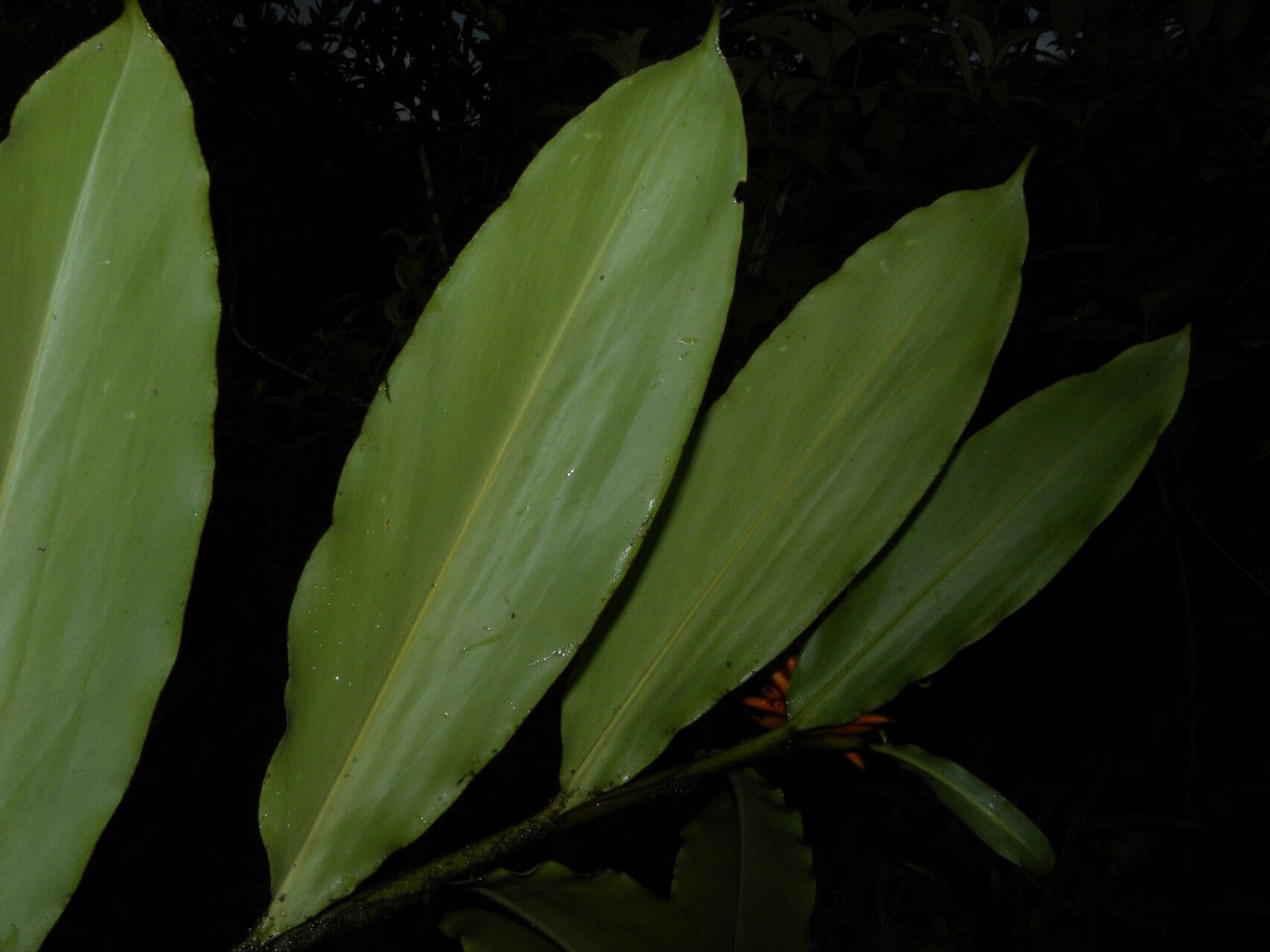 Renealmia pendula 13