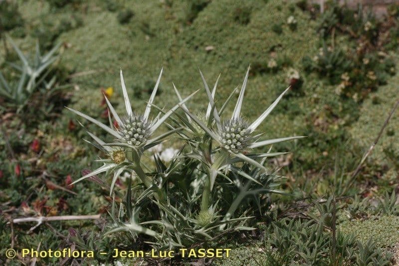 Eryngium glaciale 8