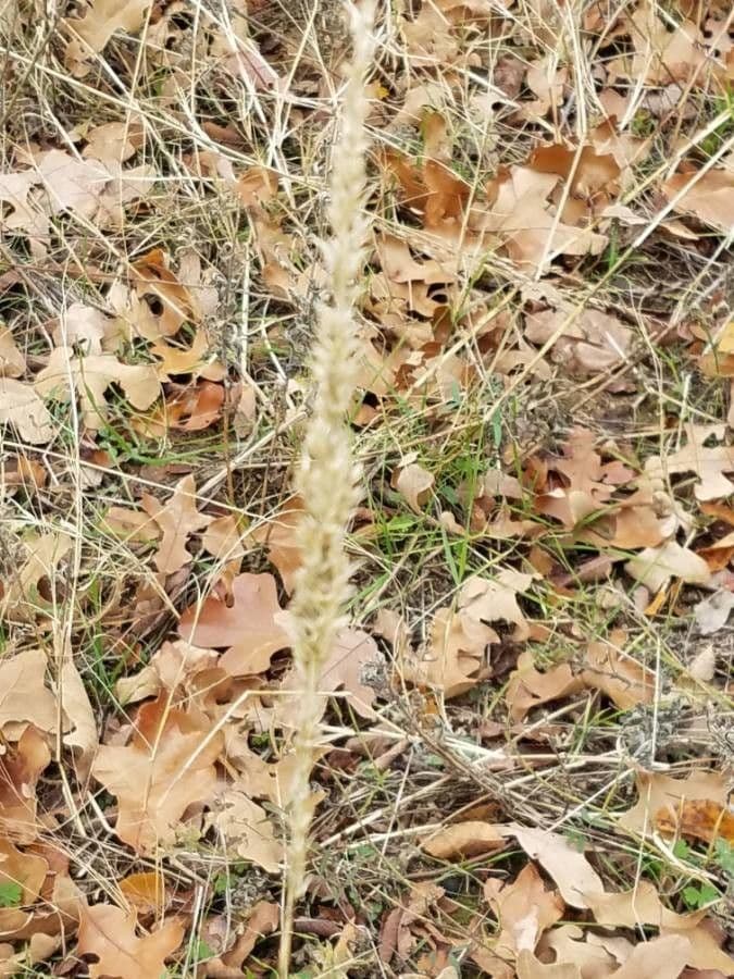American beach grass 7