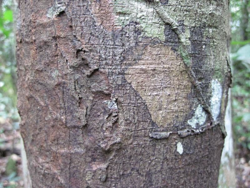 Dendrobangia 10