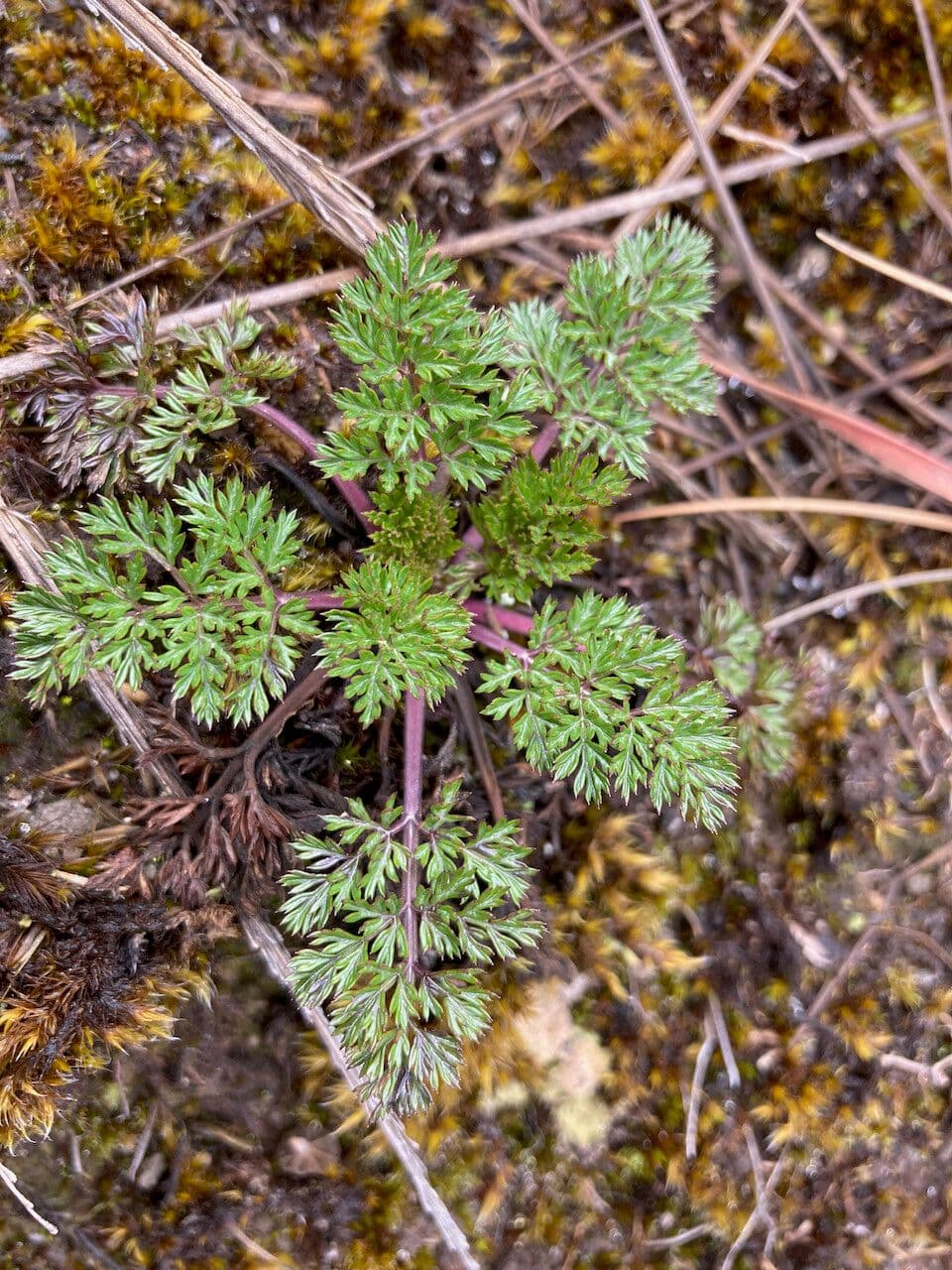 Niphogeton 6