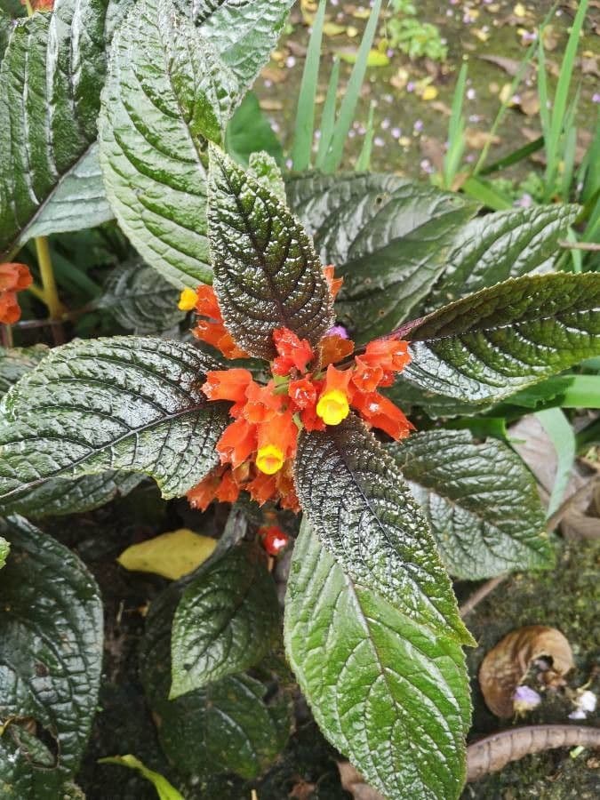 Chrysothemis pulchella 4