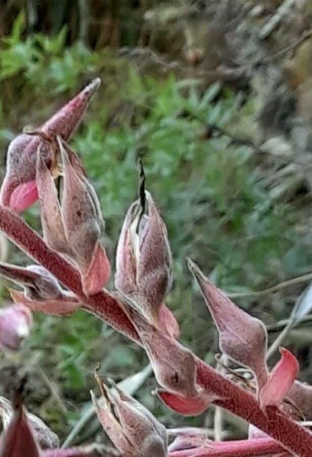 Puya 3