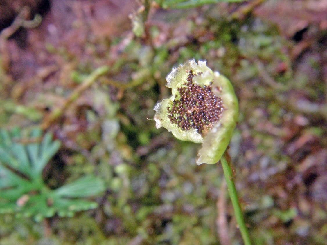 Elaphoglossum peltatum 4