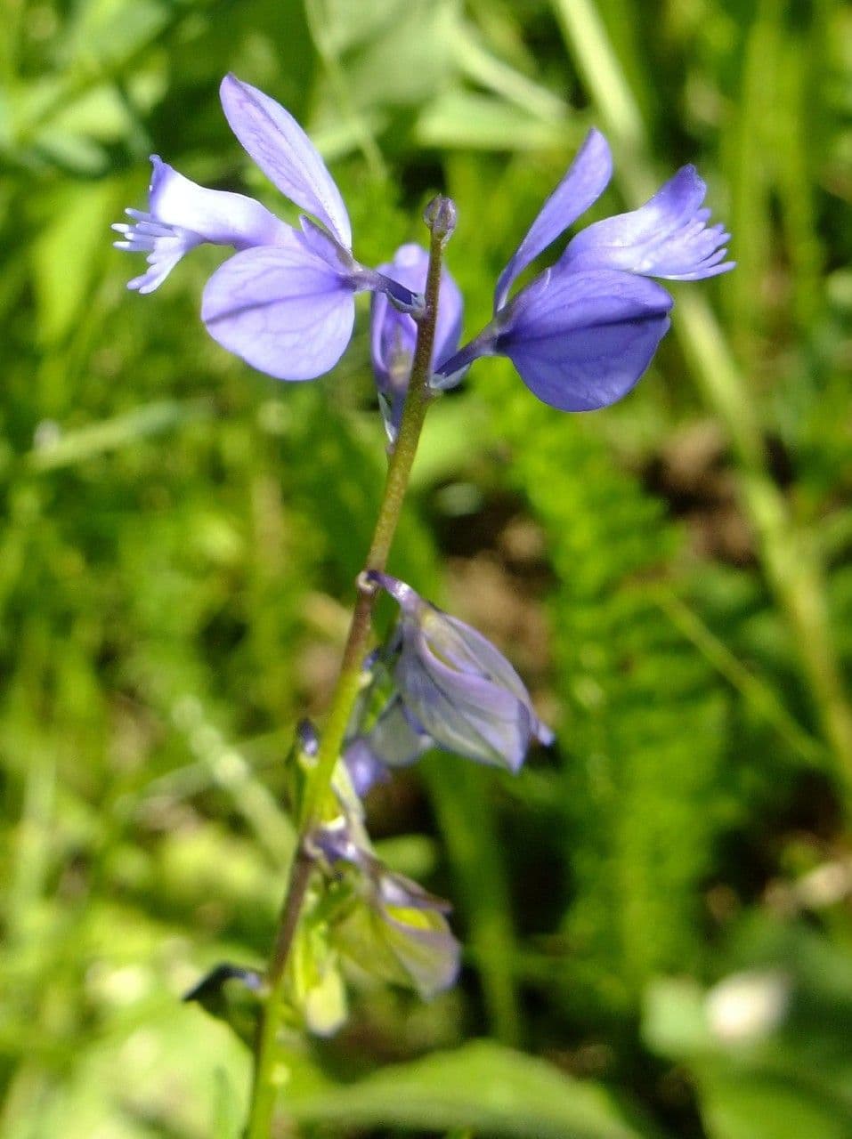 Poligala amarella 9