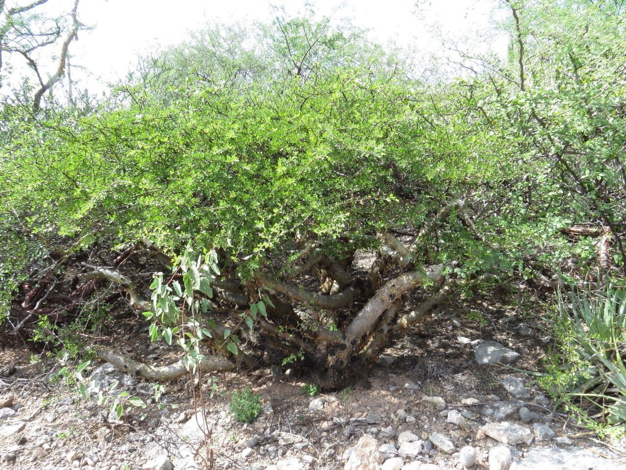 Bursera profumata 7