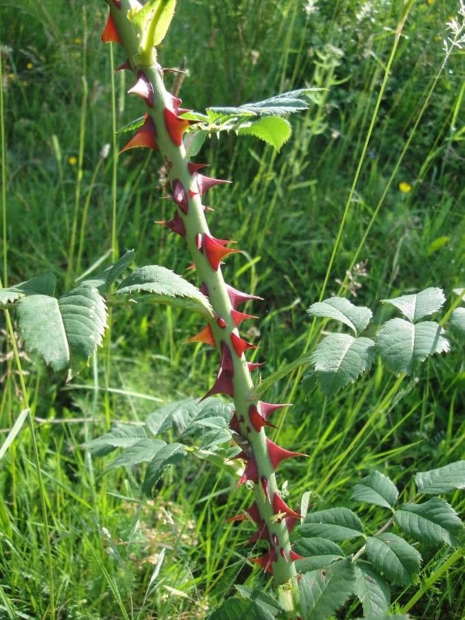 Rosa selvatica comune 21