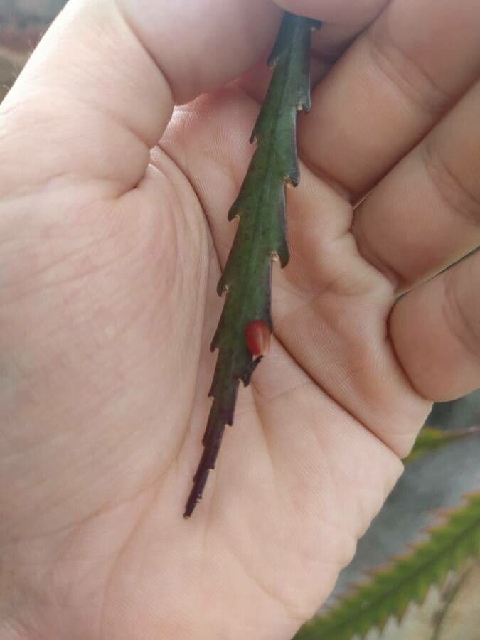 Lepismium
