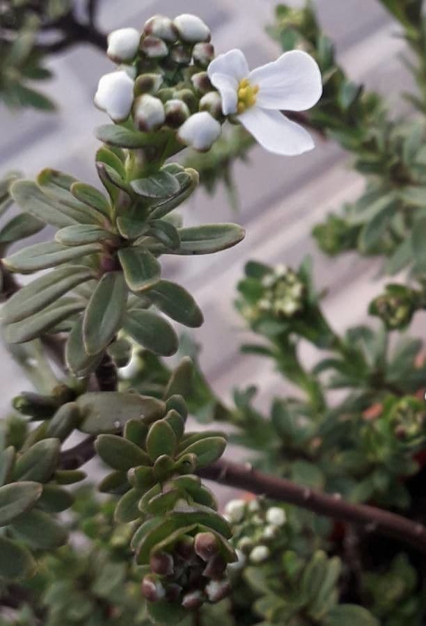 Iberis sempreverde 19