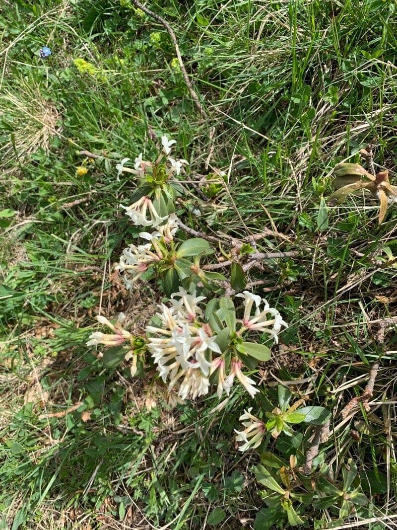 Daphne caucasica