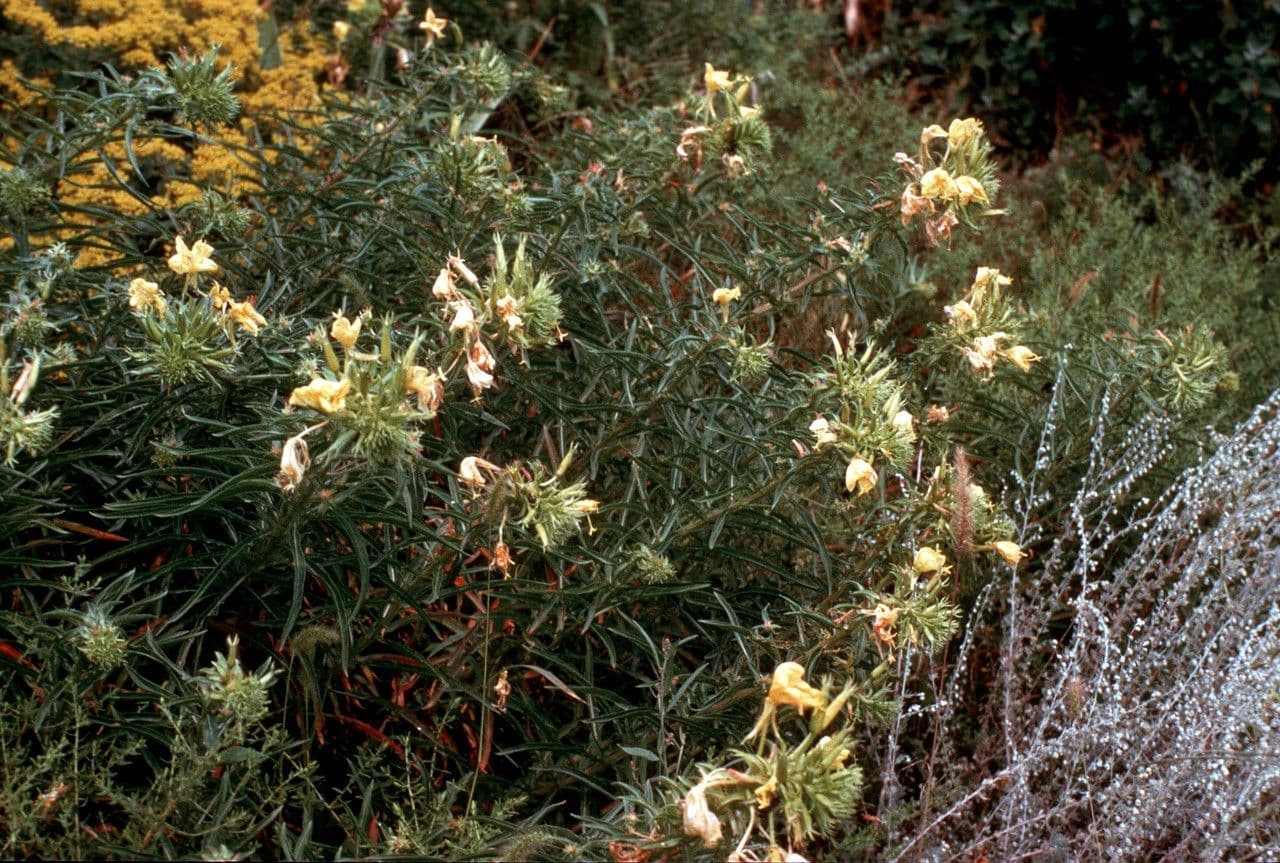 Enagra argillicola 6